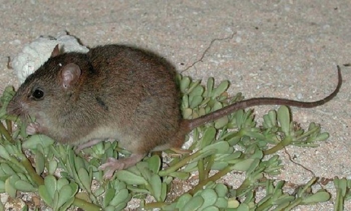 Revealed: first mammal species wiped out by human-induced climate change